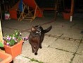 /album/fotogalerie-romeo/img-0826-jpg/